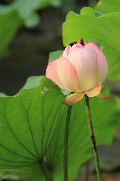 Lotus Oder Seerosenblüte Teich Sai Kung — Stockfoto