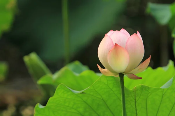 Lotus Waterlilly Flower Pond Sai Kung — Fotografia de Stock