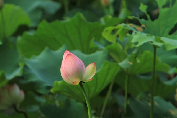 Lotus Waterlilly Flower Pond Sai Kung — Fotografia de Stock