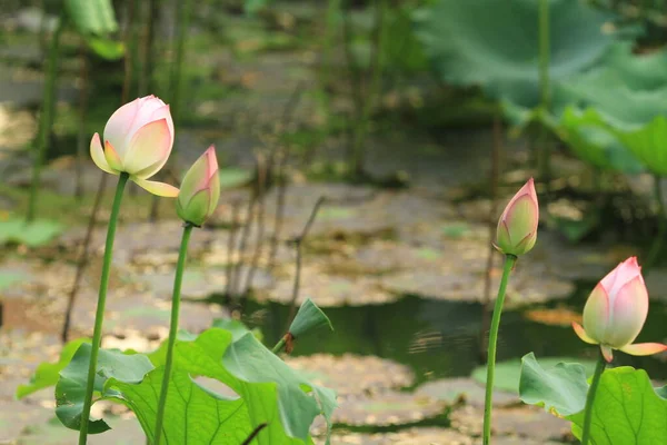 Lotus Waterlilly Flower Pond Sai Kung — Fotografia de Stock