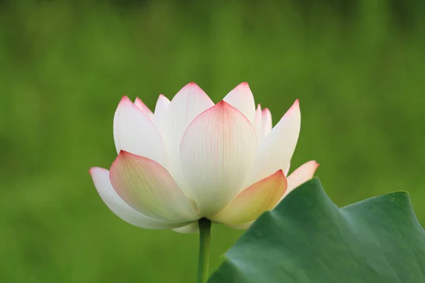 Lotus Waterlilly Flower Pond Sai Kung — Fotografia de Stock