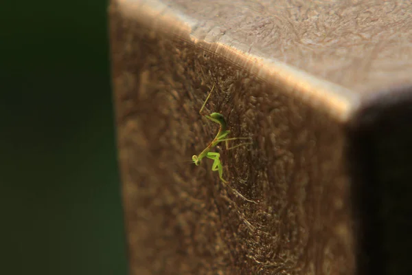 Insect shot in summer,  Green beautiful praying mantis