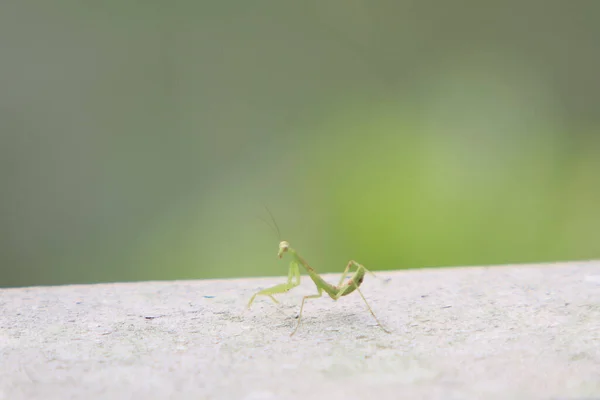 Insect Schot Zomer Groen Mooie Bidsprinkhaan — Stockfoto