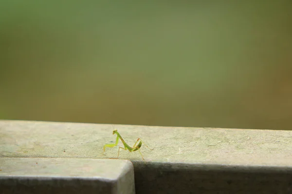 Insecto Tiro Verano Verde Hermosa Mantis Religiosa —  Fotos de Stock