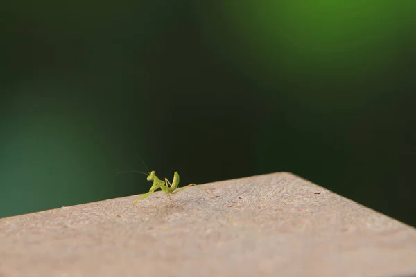 Insecte Photographiée Été Belle Mante Priante Verte — Photo