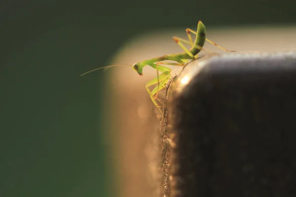 Insecte Photographiée Été Belle Mante Priante Verte — Photo