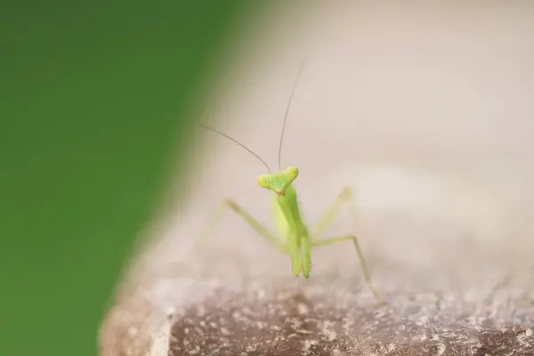 Insecte Photographiée Été Belle Mante Priante Verte — Photo