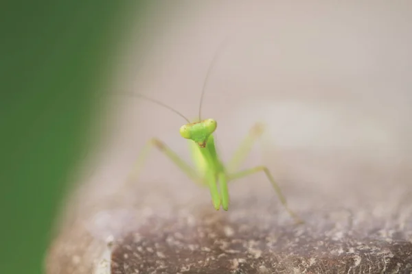 Insect shot in summer,  Green beautiful praying mantis