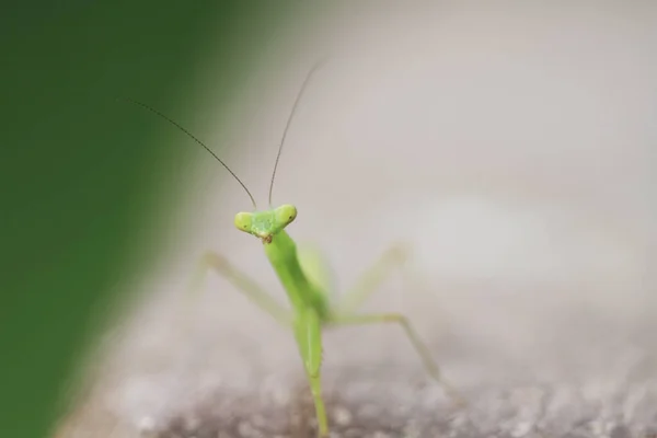 Insect shot in summer,  Green beautiful praying mantis