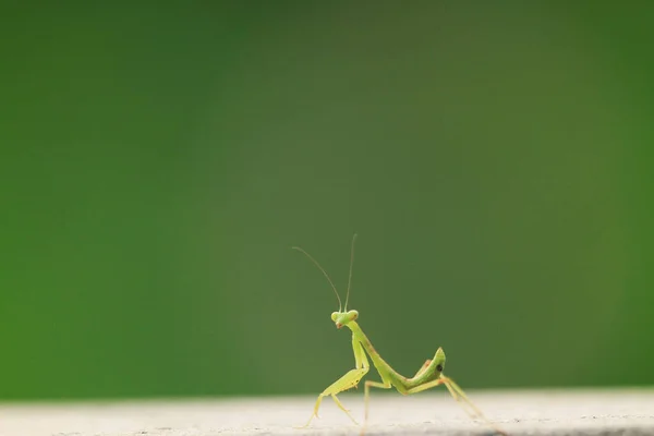 Комахи Вистрілили Влітку Зелений Прекрасний Молитовний Богомол — стокове фото