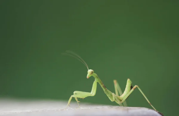 Hmyz Zastřelen Létě Zelená Krásná Kudlanka Nábožná — Stock fotografie