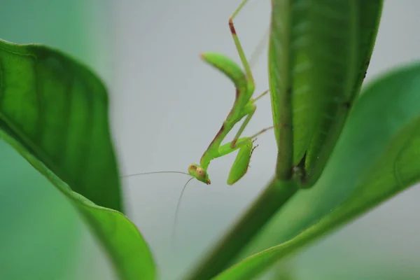 Insect shot in summer,  Green beautiful praying mantis