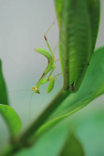 Insecte Photographiée Été Belle Mante Priante Verte — Photo