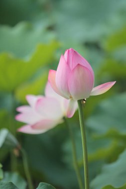 a Lotus flower and Lotus flower plants