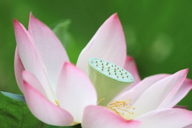 a Lotus flower and Lotus flower plants