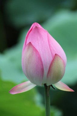 a Lotus flower and Lotus flower plants
