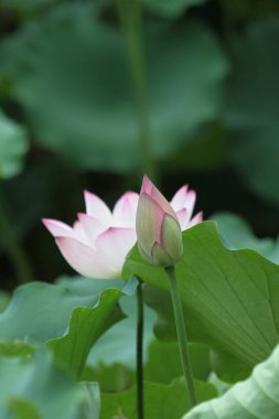 a Lotus flower and Lotus flower plants