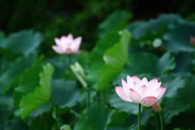 a Lotus flower and Lotus flower plants