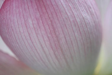 a Lotus flower and Lotus flower plants