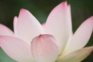 a Lotus flower and Lotus flower plants