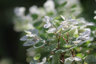 Yeşil bitki yaprağı arka planı, doğa konsepti