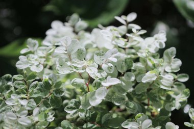 Yeşil bitki yaprağı arka planı, doğa konsepti