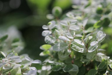 Yeşil bitki yaprağı arka planı, doğa konsepti