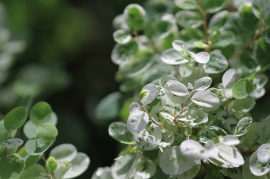 Yeşil bitki yaprağı arka planı, doğa konsepti