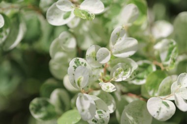 Yeşil bitki yaprağı arka planı, doğa konsepti