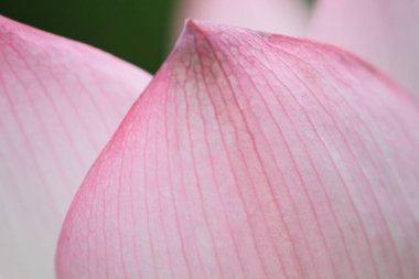 a Lotus flower and Lotus flower plants