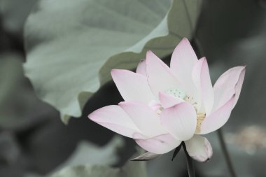 a Lotus flower and Lotus flower plants