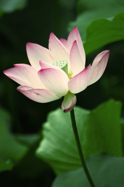 a Lotus flower and Lotus flower plants