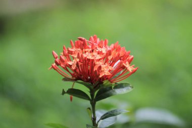 Bir Kızıl Orman Alevi çiçeği tomurcuğu yakın plan