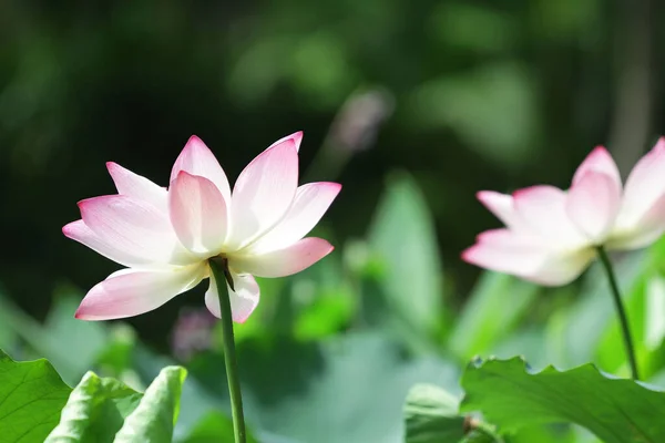 Lotus Flower Lotus Flower Plants — ストック写真