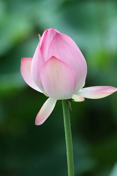 Квітка Лотоса Квіти Лотоса — стокове фото