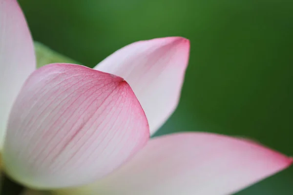 Lotus Flower Lotus Flower Plants — Foto de Stock