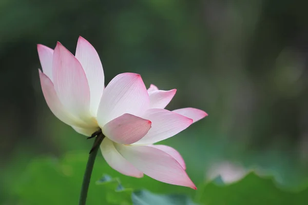 Die Lotusblume Und Lotusblumenpflanzen — Stockfoto