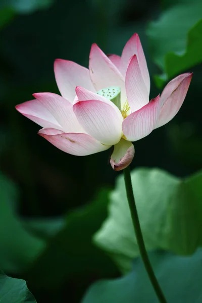 荷花和莲花花卉植物 — 图库照片