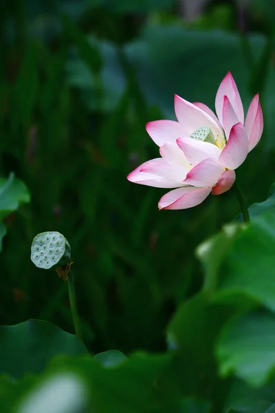 Ένα Λουλούδι Lotus Και Φυτά Λουλουδιών Lotus — Φωτογραφία Αρχείου
