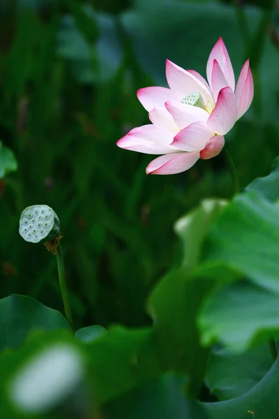 Lotus Flower Lotus Flower Plants — Fotografia de Stock