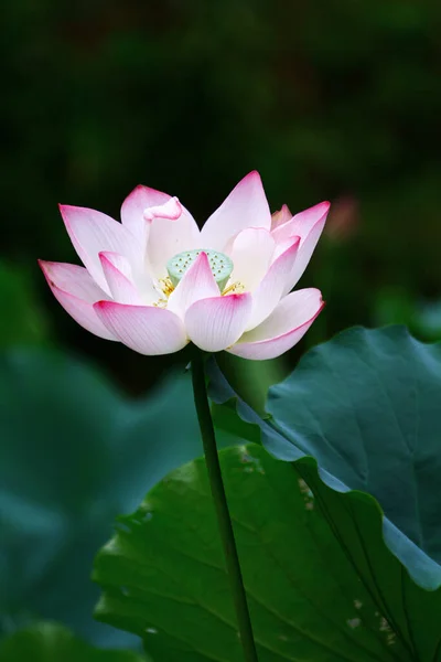 Lotusbloem Lotus Bloem Planten — Stockfoto