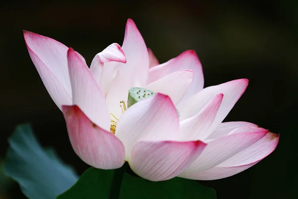 Цветок Лотоса Цветки Лотоса — стоковое фото