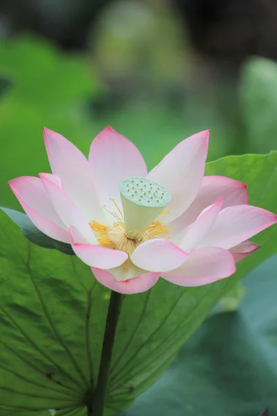 Lotus Flower Lotus Flower Plants — Fotografia de Stock