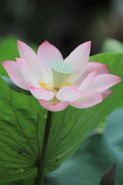 Lotus Flower Lotus Flower Plants — ストック写真
