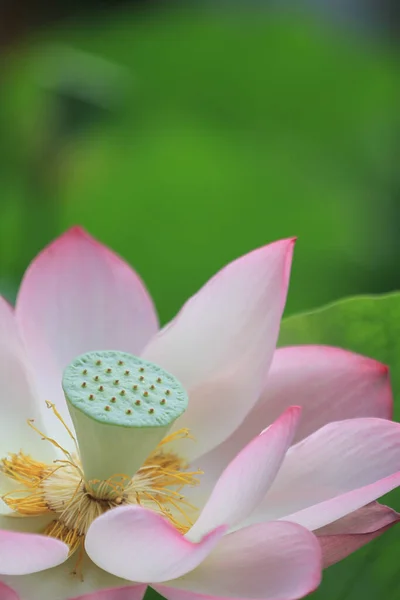 Lotus Flower Lotus Flower Plants — 图库照片