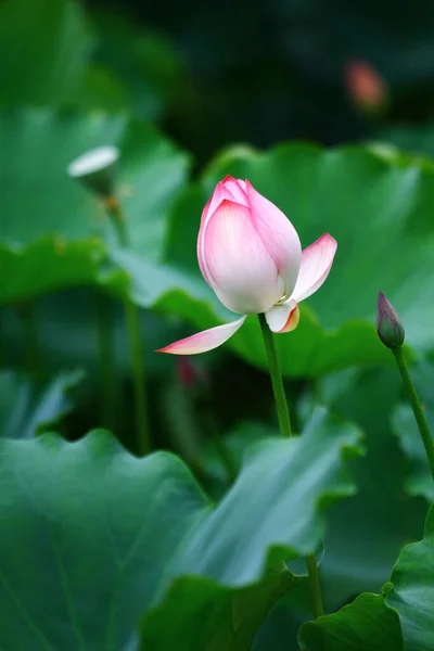 Lotus Flower Lotus Flower Plants — Fotografia de Stock