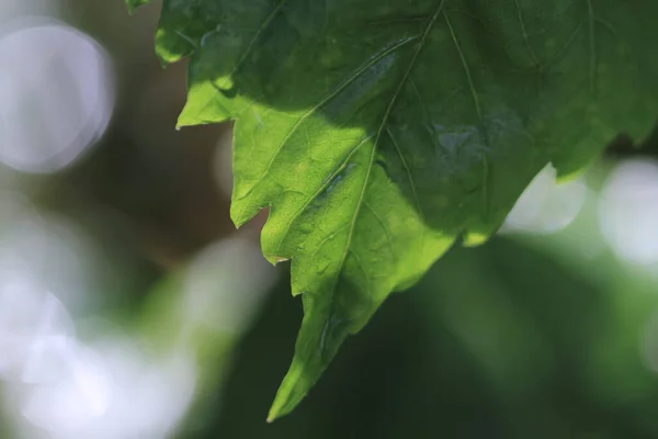 Gröna Växtlöv Bakgrund Natur Koncept — Stockfoto