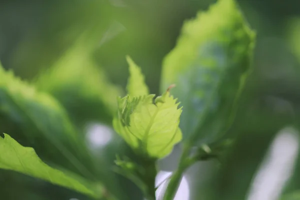 Fond Feuille Plante Verte Concept Nature — Photo