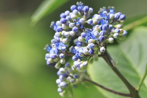 Fiore Parco Con Sfondo Naturale — Foto Stock