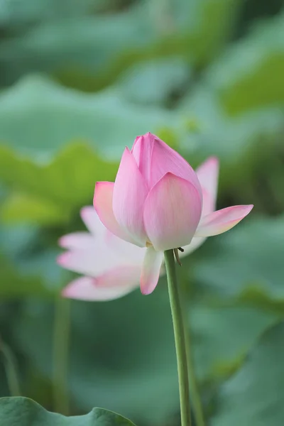 Lotus Fleuri Avec Des Feuilles Été — Photo